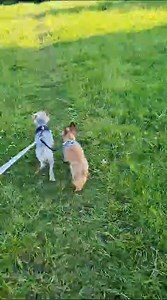 4.3K views · 152 reactions | ❤️爛BAMBI AND TOMMY UPDATES. These two...