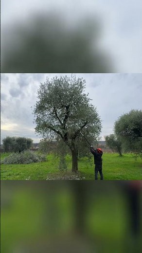 Pruning Plants: An Easy Technique for Amazing Results