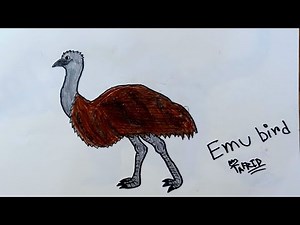 How To Draw a Emu Bird Easily By Tafrid
