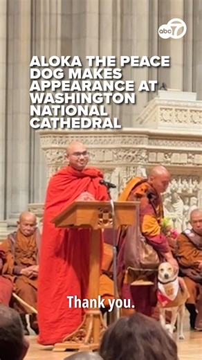 The monks behind the nationwide Walk for Peace made a special stop at the Washington National Cathedral -- and they weren’t alone. Aloka, the rescue pup known online as the “Peace Dog,” joined the group. As the Walk for Peace continues, it’s not just the monks inspiring people along highways and sidewalks -- it’s their four-legged companion, too. 🧡🐕 MORE: https://tinyl.co/4Jtm | 7News DC