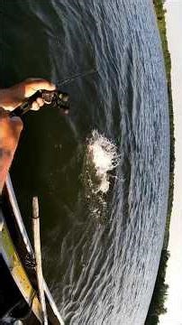 37.50" Musky (May 2024) 3rd time catching this Musky #musky #muskyfishing #michigan #puremichigan