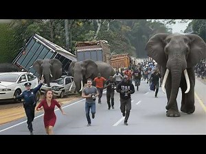 99 Most BRUTAL ANIMAL ATTACKS Caught on Camera #02