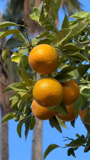 MAJA OPAŁKA | To tzw. pomarańcze gorzkie (naranja amarga). Zjedzenie takiej pomarańczy nie jest trujące, ale doświadczenie jest brutalne dla kubków... | Instagram