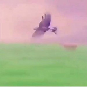 Birds are scary!! 👀 | Tony Baker