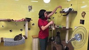 Stephanie Simmons, traffic anchor,KHOU 11 News plays with cats in our community cat room. We are open today until 5:30 for adoptions. Cats and kittens are just $20. | Harris County Pets