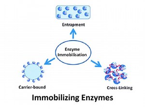 Immobilizing Enzymes - SlideServe