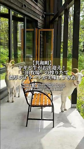 【共和町】ヤギお牛がお出迎え「三田牧場」の搾りたて濃厚ジェラートが美味しすぎた
