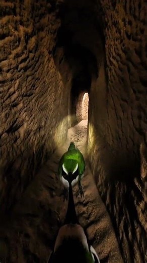 Bird POV: Inside a bee-eater tunnel nest 😳🐦