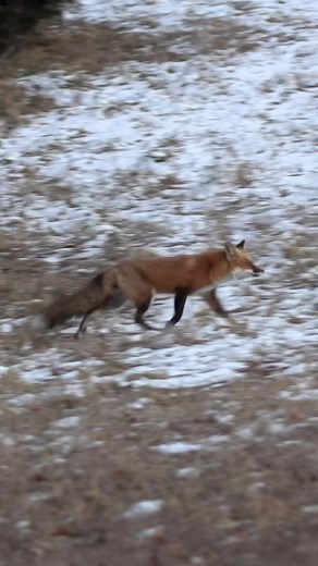 Daytime Red Fox Action with FOXPRO Calls