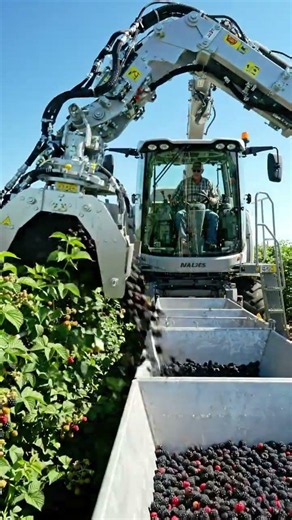 Harvesting Black Jam With Mordern Technology 🖤