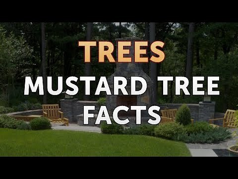Mustard Tree Facts