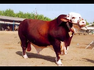 Seman Prodution Bull, Collection Artificial Vagina, Qurbani Bull