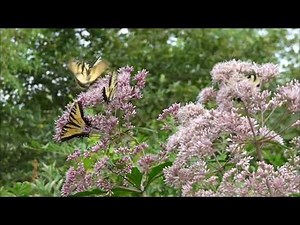 Female and Male Eastern Tiger Swallowtail Butterflies