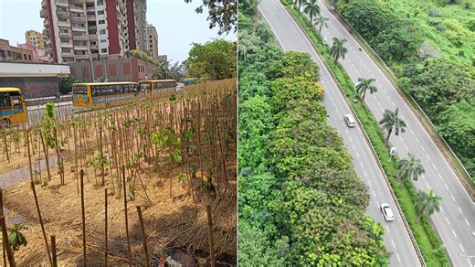 From Dust To Dense Greenery: Seawoods’ 3,500-Tree Miyawaki Urban Forest Flourishes With Green Yatra & ONGC Support