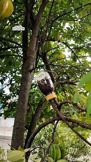 1.2M views · 4.1K reactions | Multiply Plants " Star Fruit Air Layering " | Mencangkok Belimbing Paling mudah  #airlayering #multiplyplants #cangkok #budidaya #fblifestyle #propagation #buah #belimbing | Hendro Ganang | Facebook