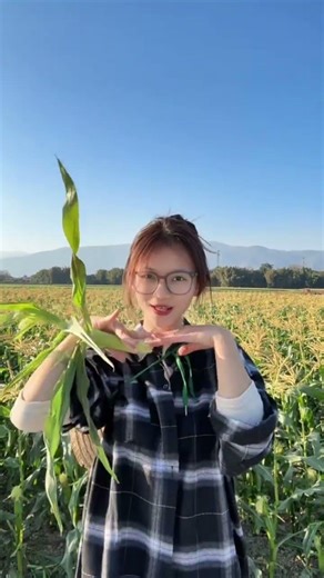 A Glimpse into the Golden Harvest: Corn Season in the Countryside