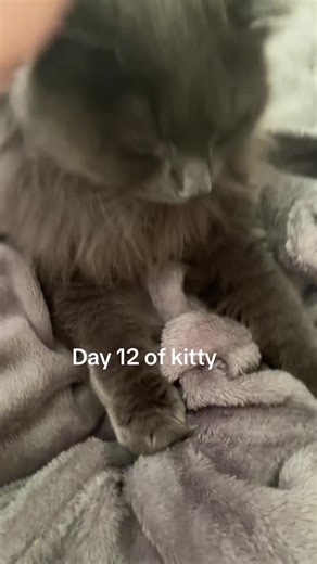 millermoooo (@millermoooo)’s videos with Hatachi no koi sped up - ;; Roger 🪐!