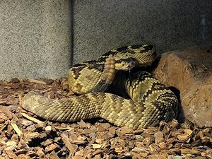 58K views · 240 reactions | Snakes!  Get up close with this 360º...