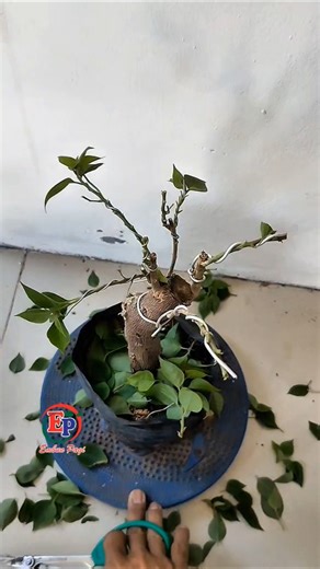 Bougainvillea wiring ( form the basic framework ) #bougainvillea #bonsai #diy #wiring #inspiration