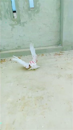 Top Speed Roller pigeon #kobutar #pigeonlovers #kobutarbazi #kobtar #kobtar #pigeonlaver