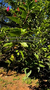 14K views · 1.9K reactions | Fiadanan’i Kristy ho aminao Sy ny ankohonanao amin’izao Zoma vaovao izao #TFAA #TahianAndriamanitraMitafotafo | Tokatrano sy Fanambadiana araka an'Andriamanitra | Facebook