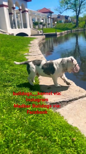 Olde English Bulldog
