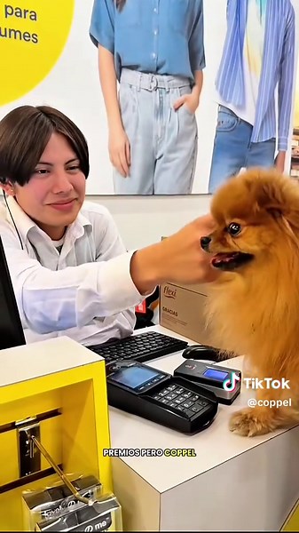 ¡Nueva imagen! @Prada Pom Pom dice que el logo nuevo de #Coppel le gusta porque ahora ve una llave que abre oportunidades, conecta más con sus humanos favoritos y representa todo lo que viene: evolución, cercanía y mucho crecimiento. 🐾🧡 ¿Ya lo viste tú también? #mejoratuvida #coppelpets #nuevologo #mejoratuvida