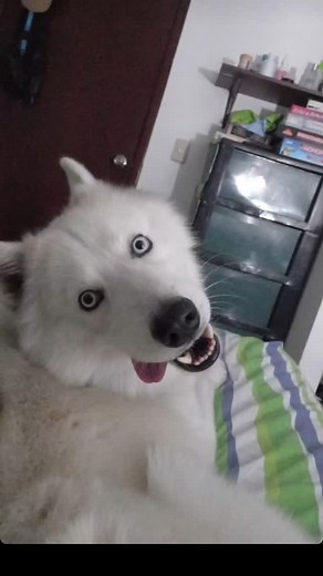 25 reactions · 6 comments | Caso externo!!  Nombre: Silver...