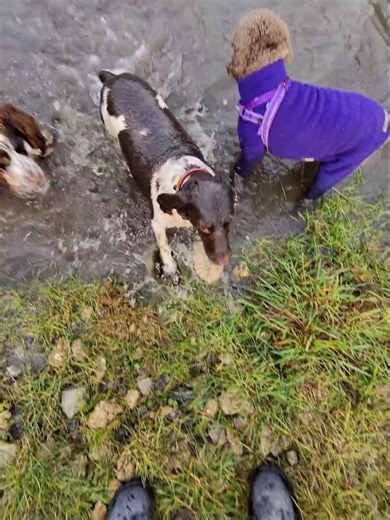 My Springer spaniel can swim underwater!!