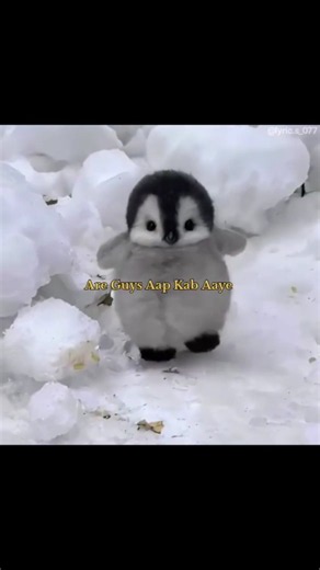 Dil Mera Senti Hai 💓🤌🏻 || Penguin Song 🤩😻 || #lyrics #song #trending #viral #shorts #ytshorts