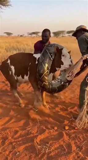 I Rescued a Cow from a Python and Learned This One Crucial Lesson