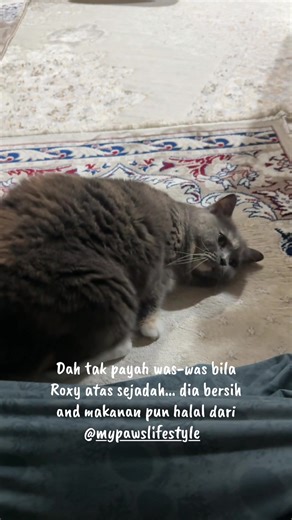 Pilihan Makanan Halal untuk Kucing Roxy