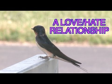 Barn Swallows Nesting: NARRATED