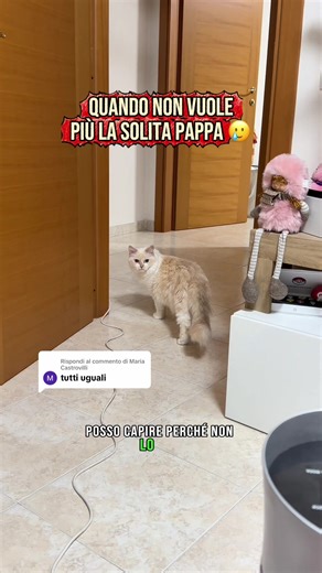 Mai Fidarsi Del Passato: Storie di Gatti Divertenti