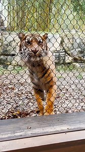 Target training session with Felix on #TigerTuesday 🎯 At the Zoo, everything from fish to toads to tigers to giraffes participates in some form of target training, which allows animals to participate in their own care! When the animal touches their nose/paw to the target, they get a treat. When it comes time to move the animal to a specific area for medical care or for their safety, out comes the target and the treats! 🧠 | Nashville Zoo