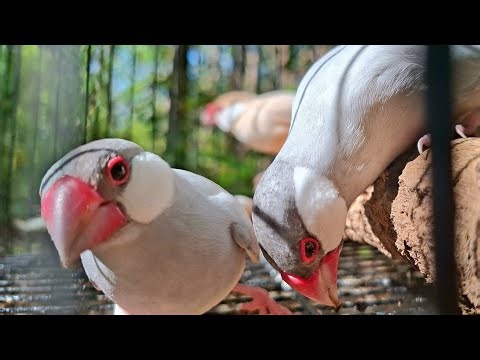 Java sparrow sing new sweet song in the new day. They can sing so good. Java sparrows singing sound.