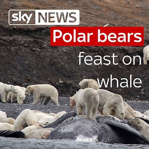 186K views · 2.3K reactions | Dozens of polar bears have been recorded feasting on a whale carcass as more than 200 others watch | Sky News | Facebook