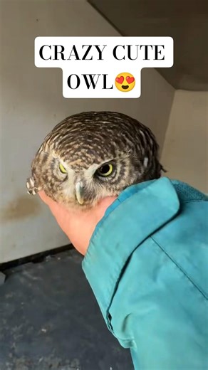 Look at this adorable owl. 😍🦉 #SoCuteTheyreCrazy #Owl #Cute #AnimalShorts #OwlsOfInstagram