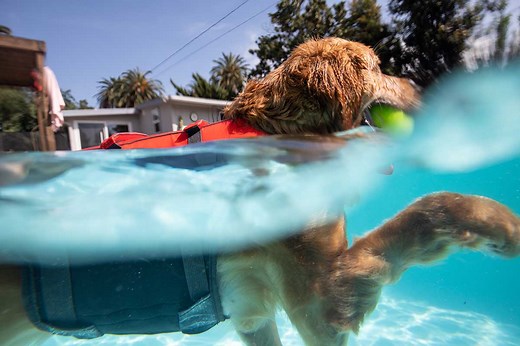 How to Measure a Dog for a Life Jacket