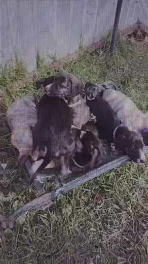 2.4K views · 21 reactions | There were 10 in the bed… well actually...