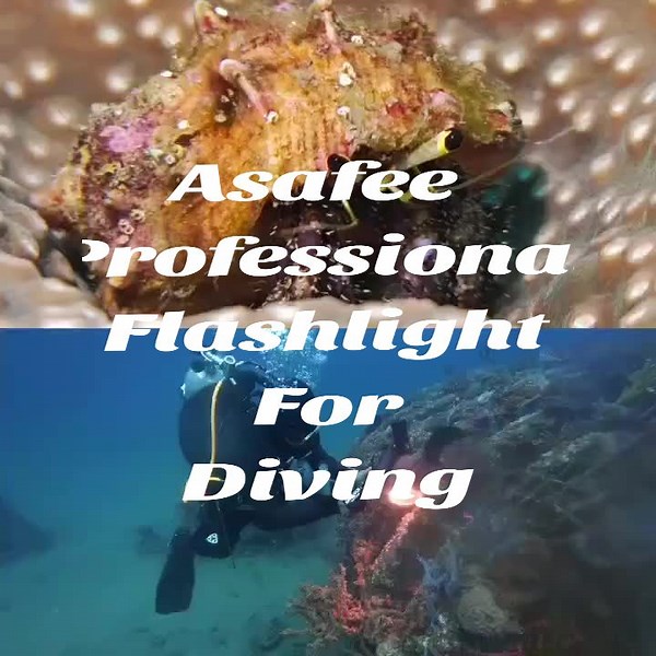 Asafee Professional Flashlight For Diving (Captured with Asafee D 10 Dive Light). #Asafee#AsafeeD10#scubadiving