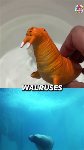 WATER ANIMAL NAMES AND FACTS| LEARN SEA ANIMALS FACTS WITH COOL TOYS: DOLPHIN WHALE WALRUS STINGRAY