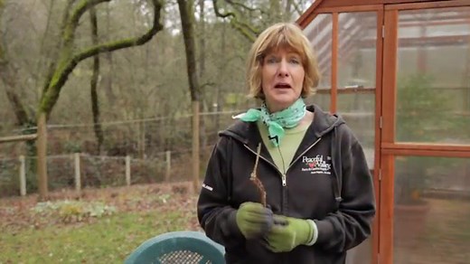 How To Grow Chinese Lantern Flower (Physalis alkekengi) - Gardening Channel