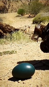 45K views · 662 reactions | Black breasted buzzard 勞 #shorts #facts #viralreelsfb #Amazing #Eagles #birds | Facts Hub | Facebook