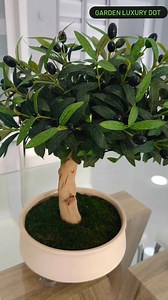 24K views · 172 reactions | এটা আমাদের নতুন Premium Mini Olive Tree...