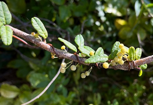 The Prodigious Plant That Can See and Simultaneously Mimic the Leaves of Surrounding Species Without Physical Contact
