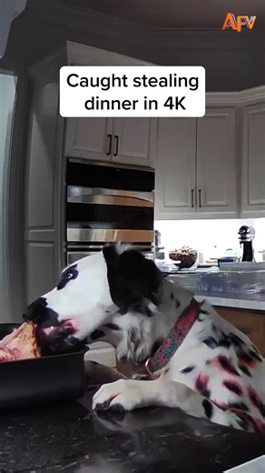 The look in the eyes... 🤣 #afv #fail #dogs | America's Funniest Home Videos