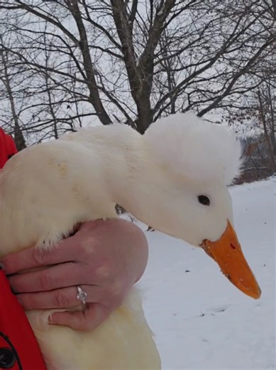 I finally caught Sparrow when she came up to eat today and brought her inside to assess her injuries in the bathtub. She’s been limping, and unfortunately I discovered she also has poultry mites. 💔🐥 Doing everything I can to help her and keep her comfortable. If you’ve dealt with this before, feel free to share any advice. #ducksoftiktok #duckcare #animalrescue #wildlifelove #poultrycare