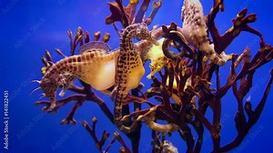 The big-belly seahorse or pot-bellied seahorse, Hippocampus abdominalis, is one of the largest seahorse species in the world with a length of up to 35 cm, and is the largest in Australia. 素材庫影片