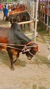 Cow videos 1135😅 #shortsvideo #funnyshorts #funny #cowGoru #cowcow #funnycow #animals